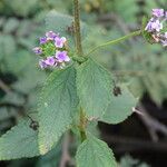Lantana trifolia