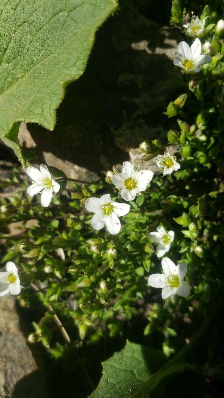 Arenaria multicaulis — houseplant care guide