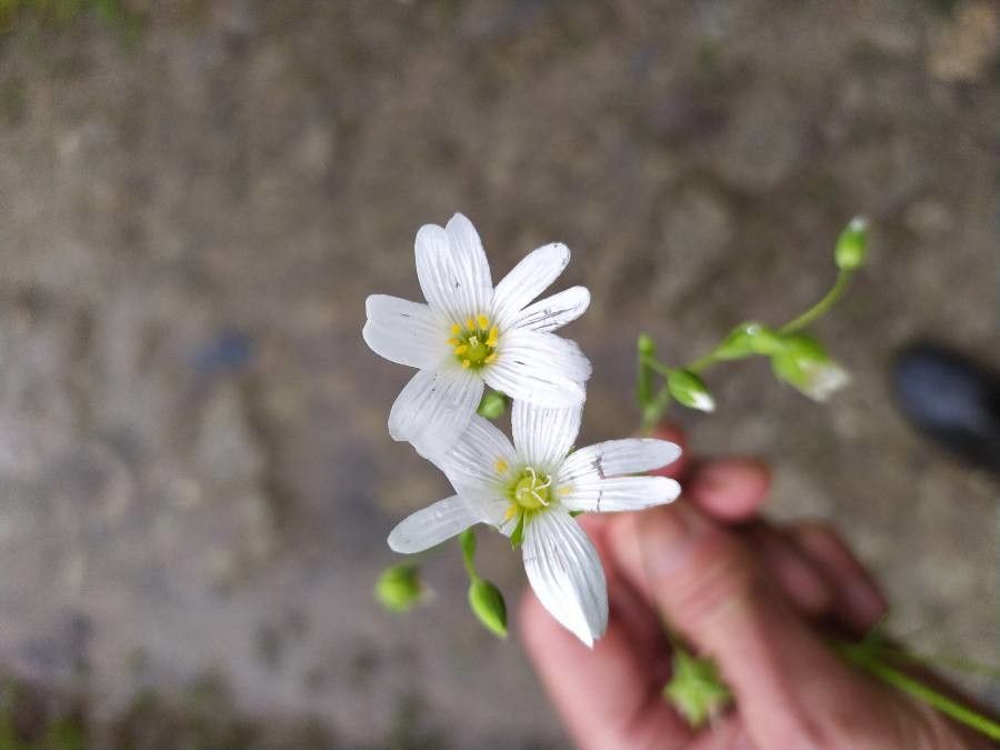 Minuartia douglasii flower