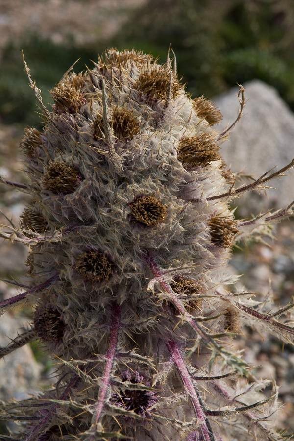 Schmalhausenia nidulans fruit