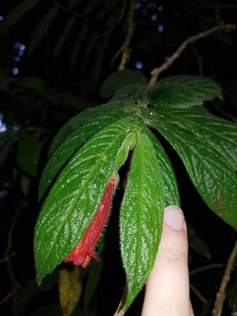 Columnea anisophylla — related species from the same genus