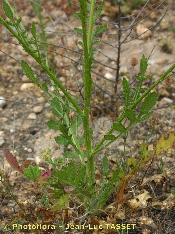 Volutaria tubuliflora leaf