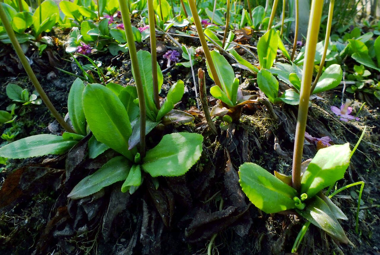 Primula rosea — search result for 'Primula'