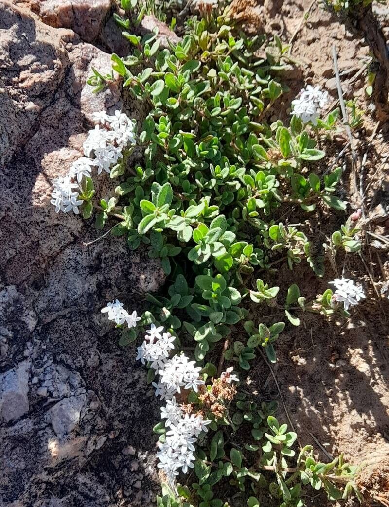 Stevia mandonii habit