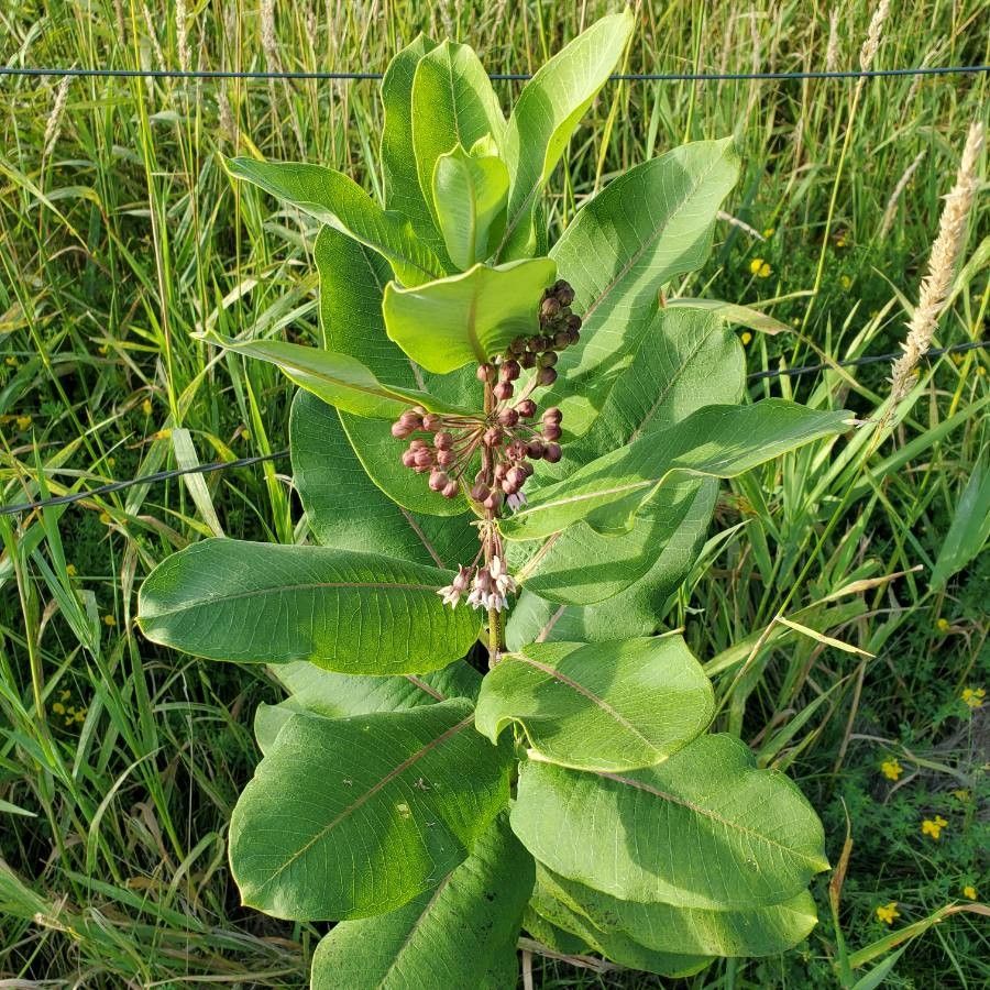 Asclepias sullivantii fruit