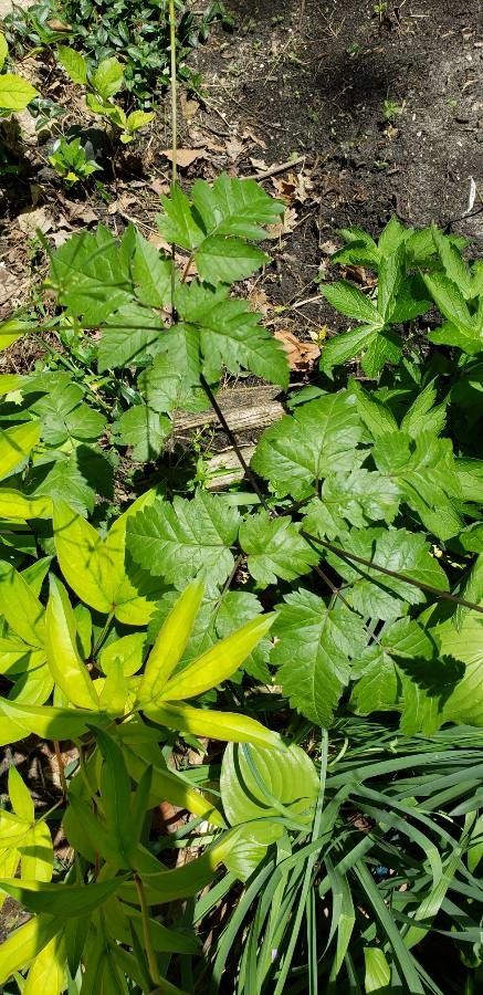 Osmorhiza claytonii leaf