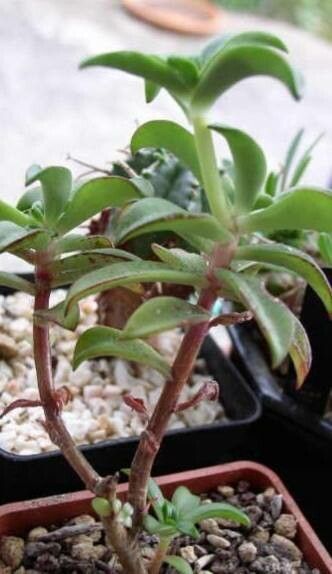 Echeveria goldmanii habit