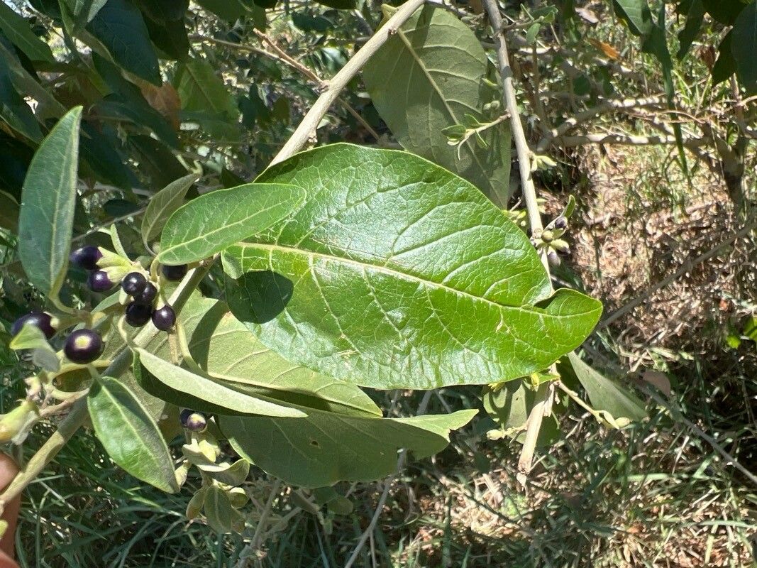 Cestrum reflexum — search result for 'Cestrum'