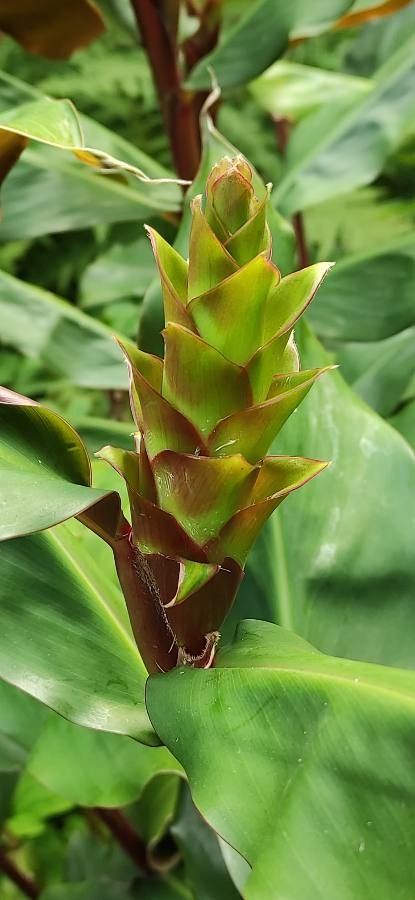 Hedychium greenii flower