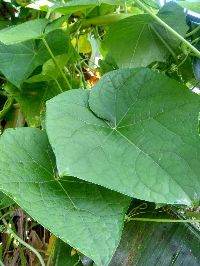 Sechium edule — search result for 'Fern'