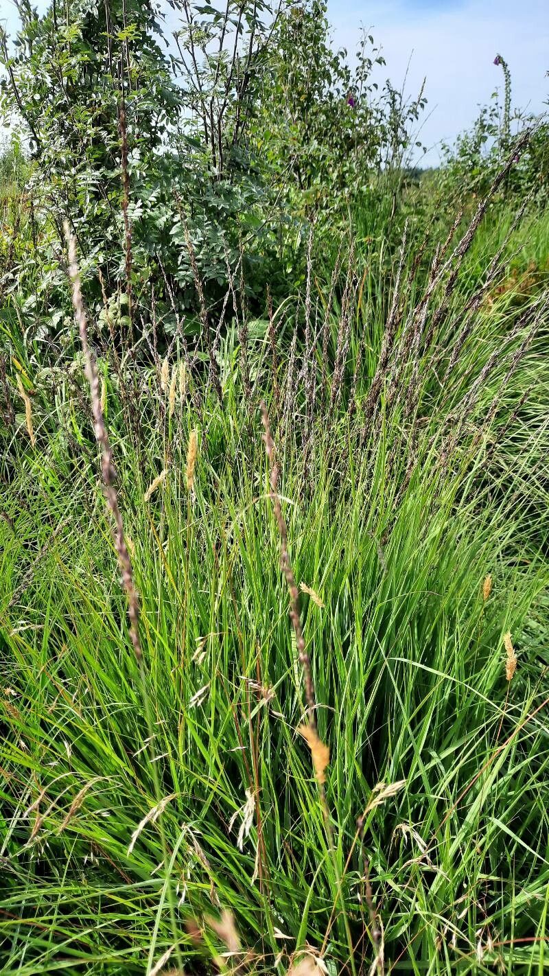 Calamagrostis stricta — search result for 'Calamagrostis'