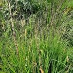 Calamagrostis stricta
