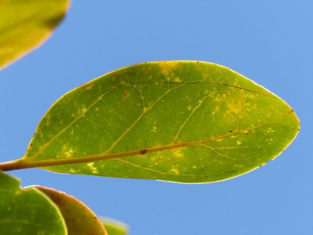 Gmelina tholicola — houseplant care guide