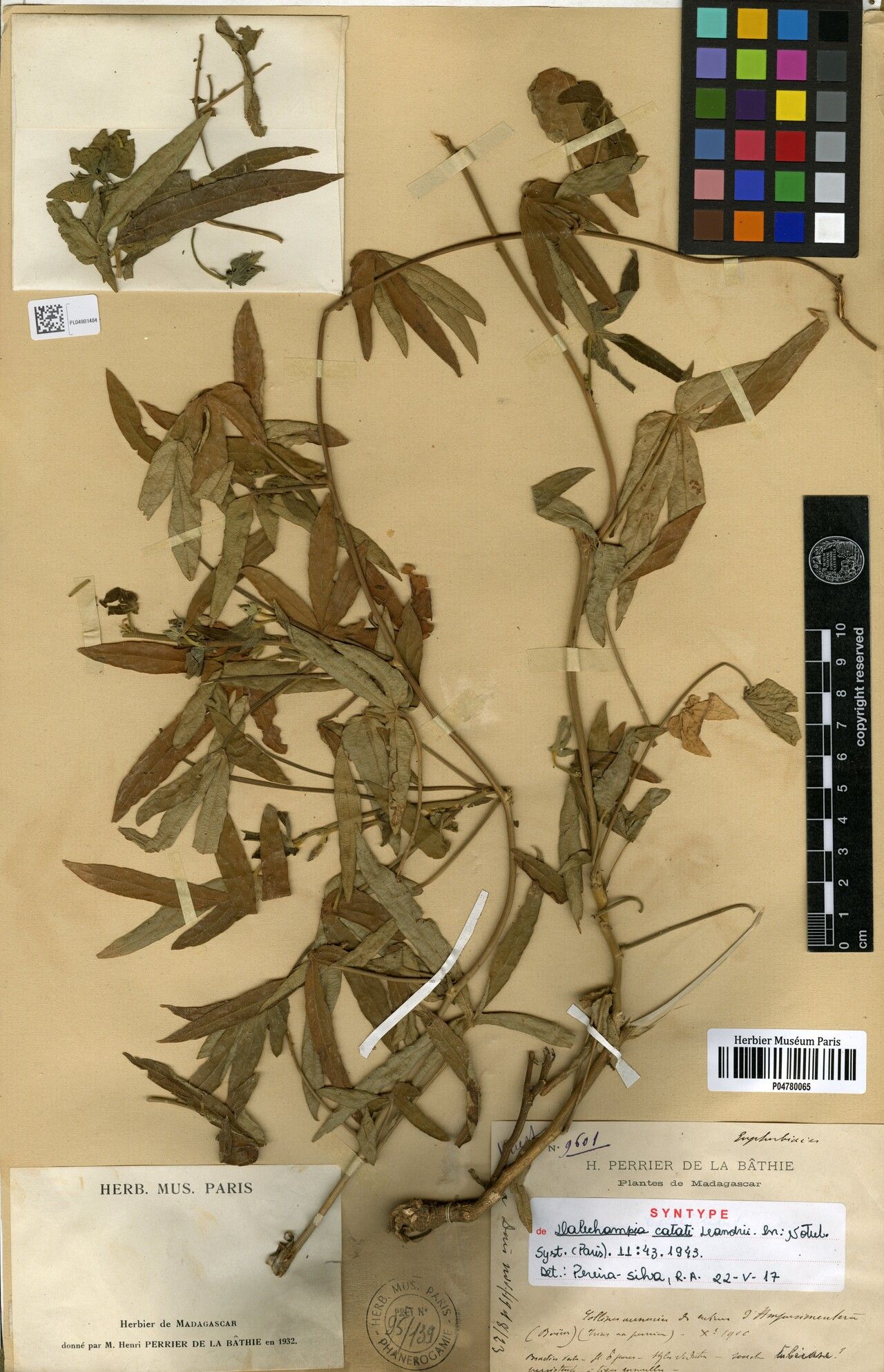 Dalechampia catatii — houseplant care guide