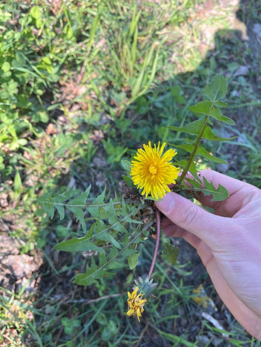 Taraxacum obliquilobum habit