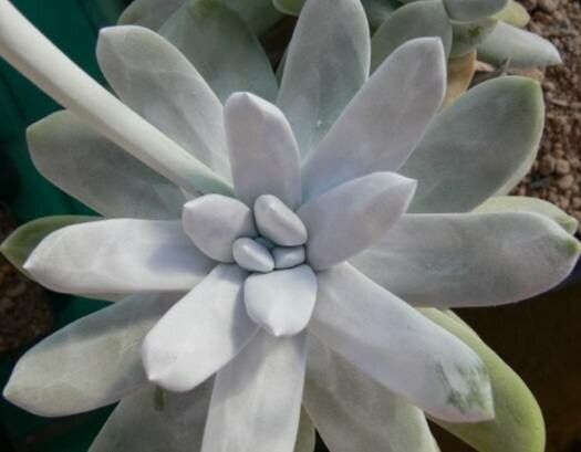Dudleya pachyphytum — search result for 'Dudleya'