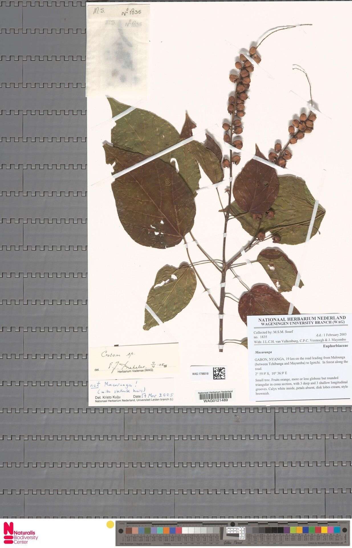 Croton tchibangensis — houseplant care guide