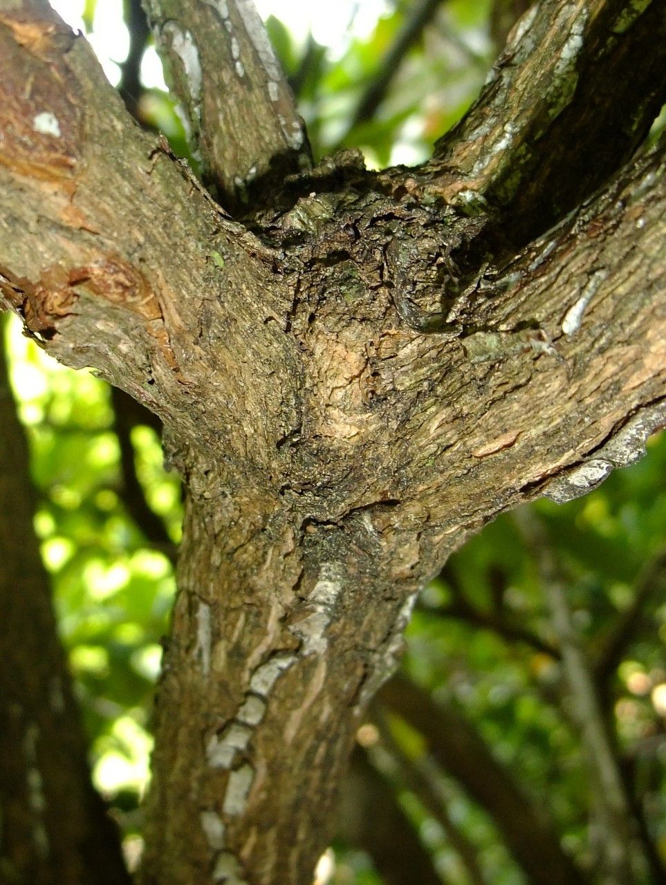 Hymenanthes catawbiensis bark