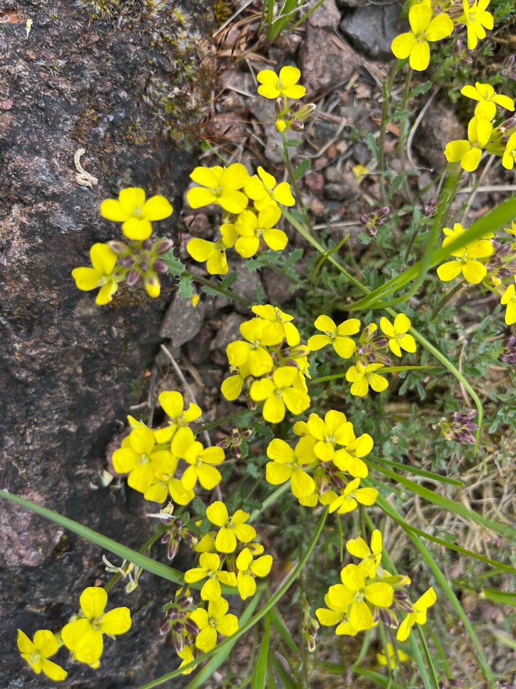 Erysimum pulchellum flower