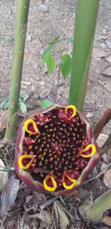 Etlingera hemisphaerica other