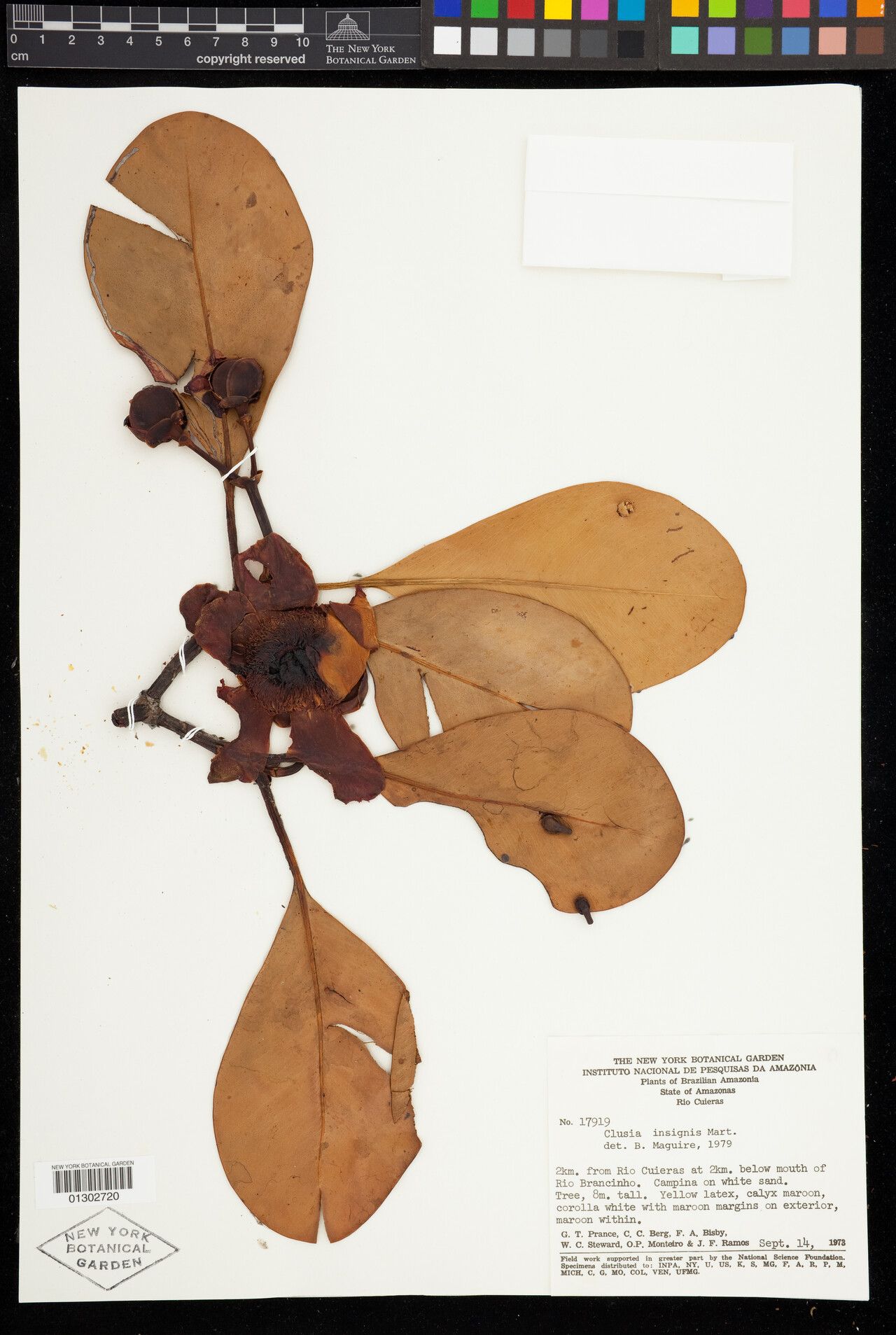 Clusia insignis fruit