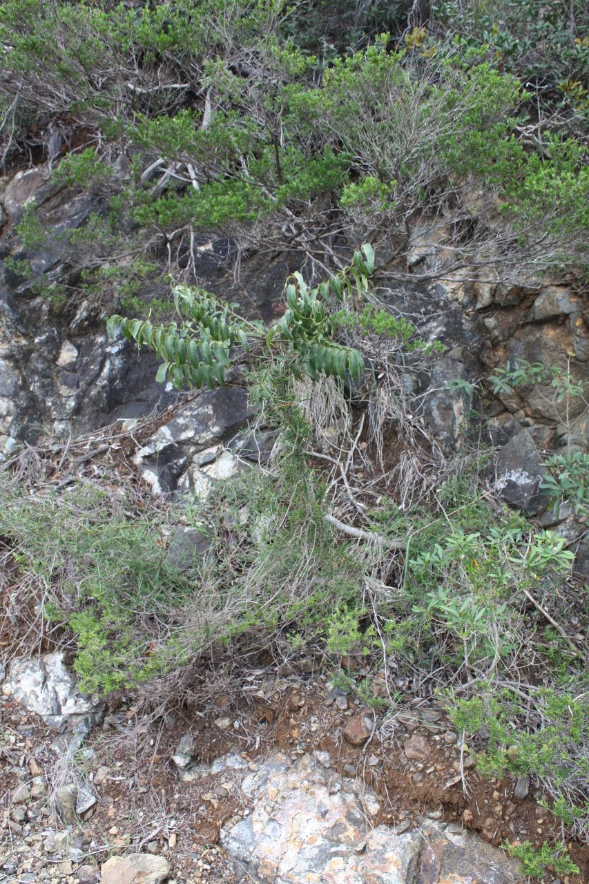 Marsdenia neocaledonica habit