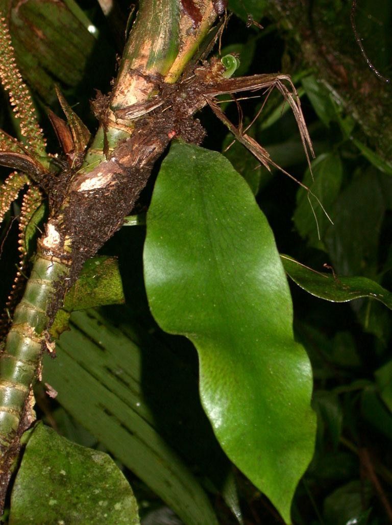 Anetium citrifolium — houseplant care guide