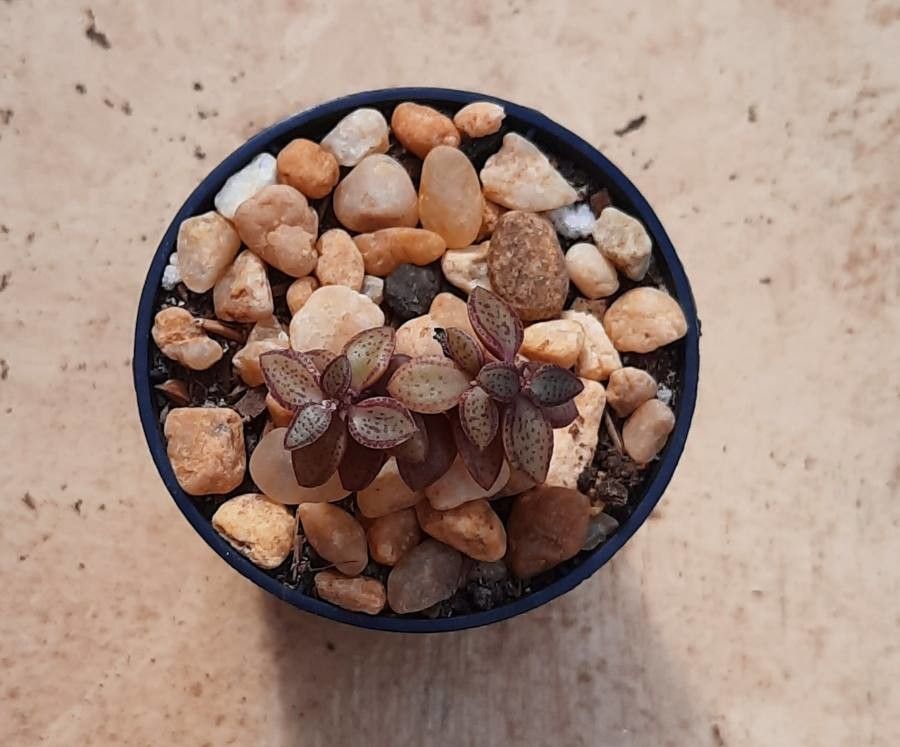 Crassula volkensii leaf