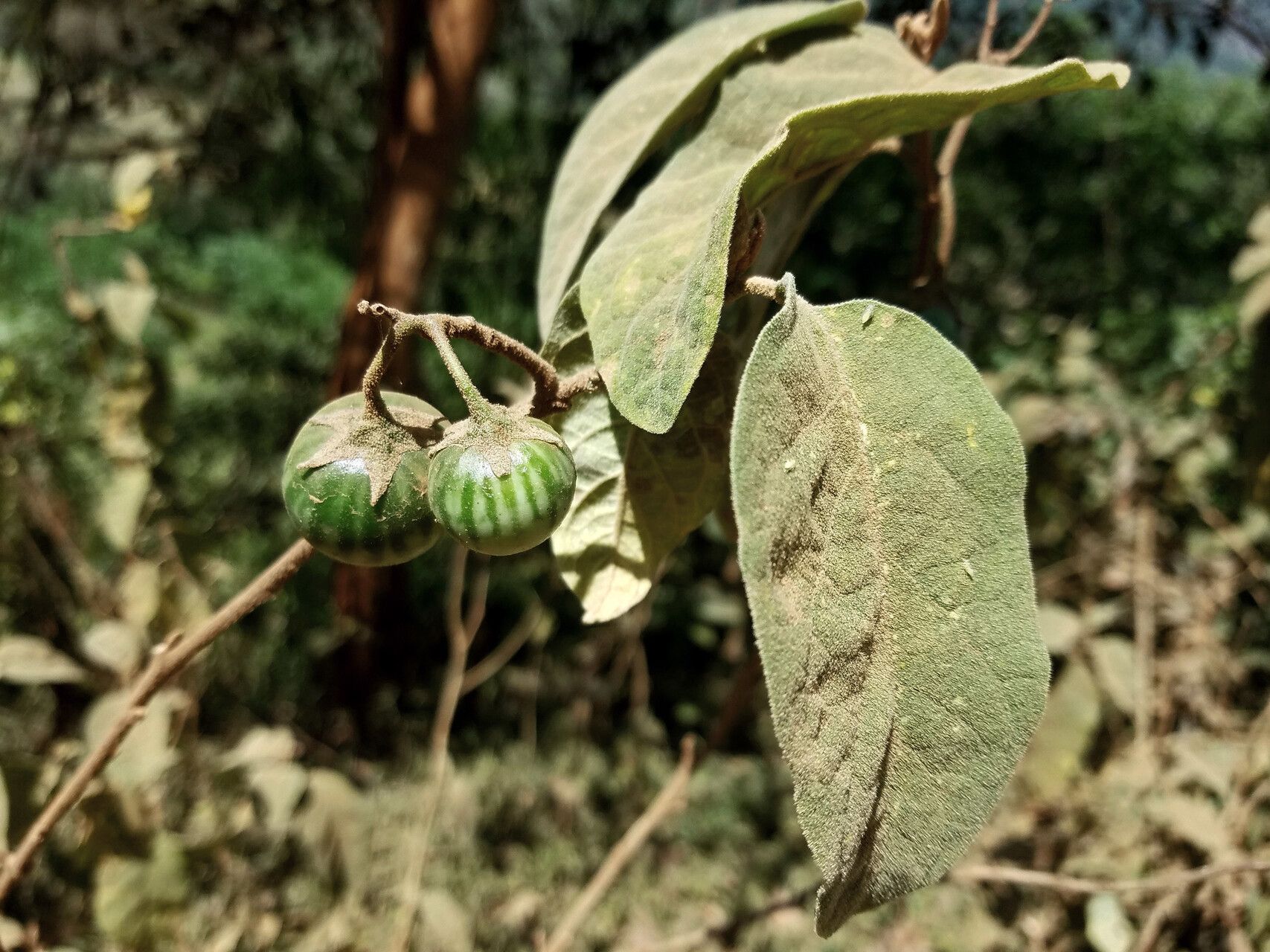 Solanum dennekense — houseplant care guide