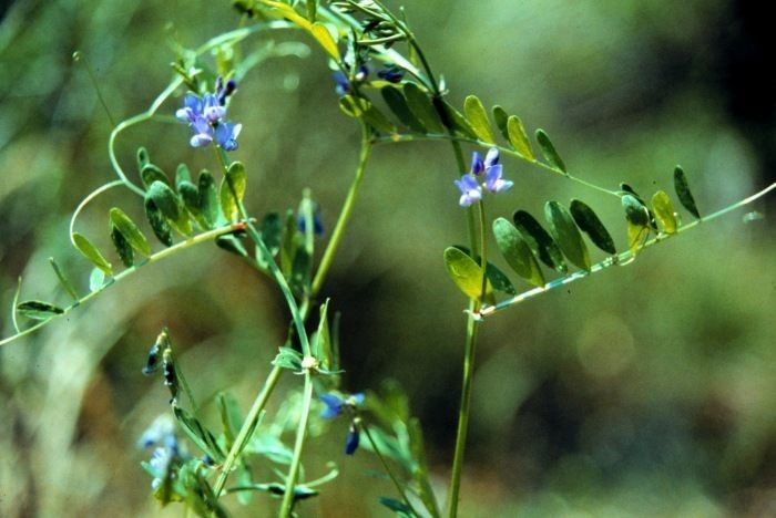Vicia ludoviciana habit