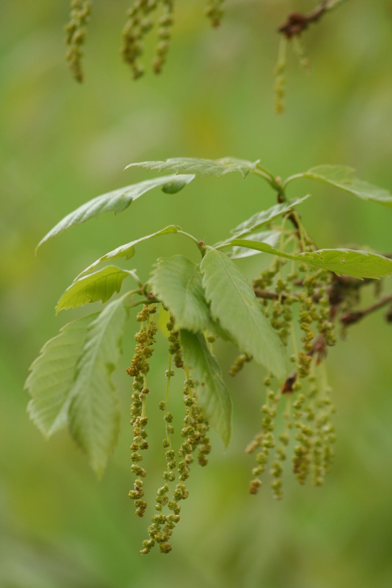 Quercus serrata flower