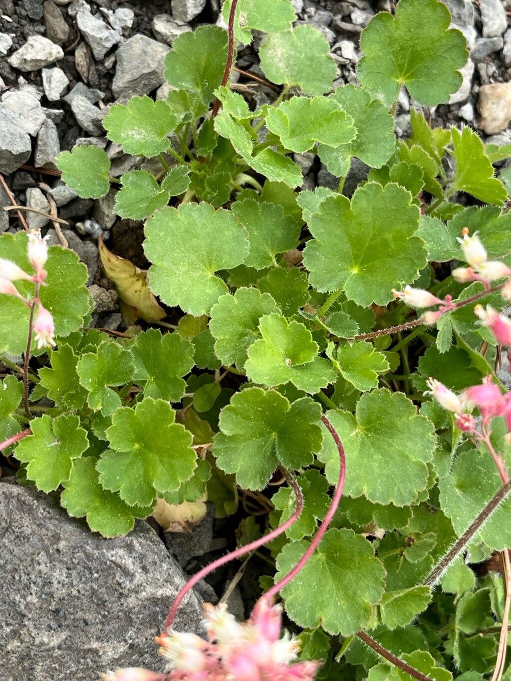 Heuchera parishii — search result for 'Heuchera'