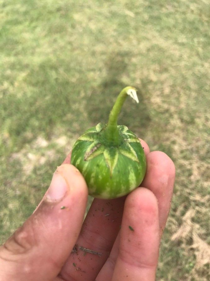 Solanum dimidiatum fruit