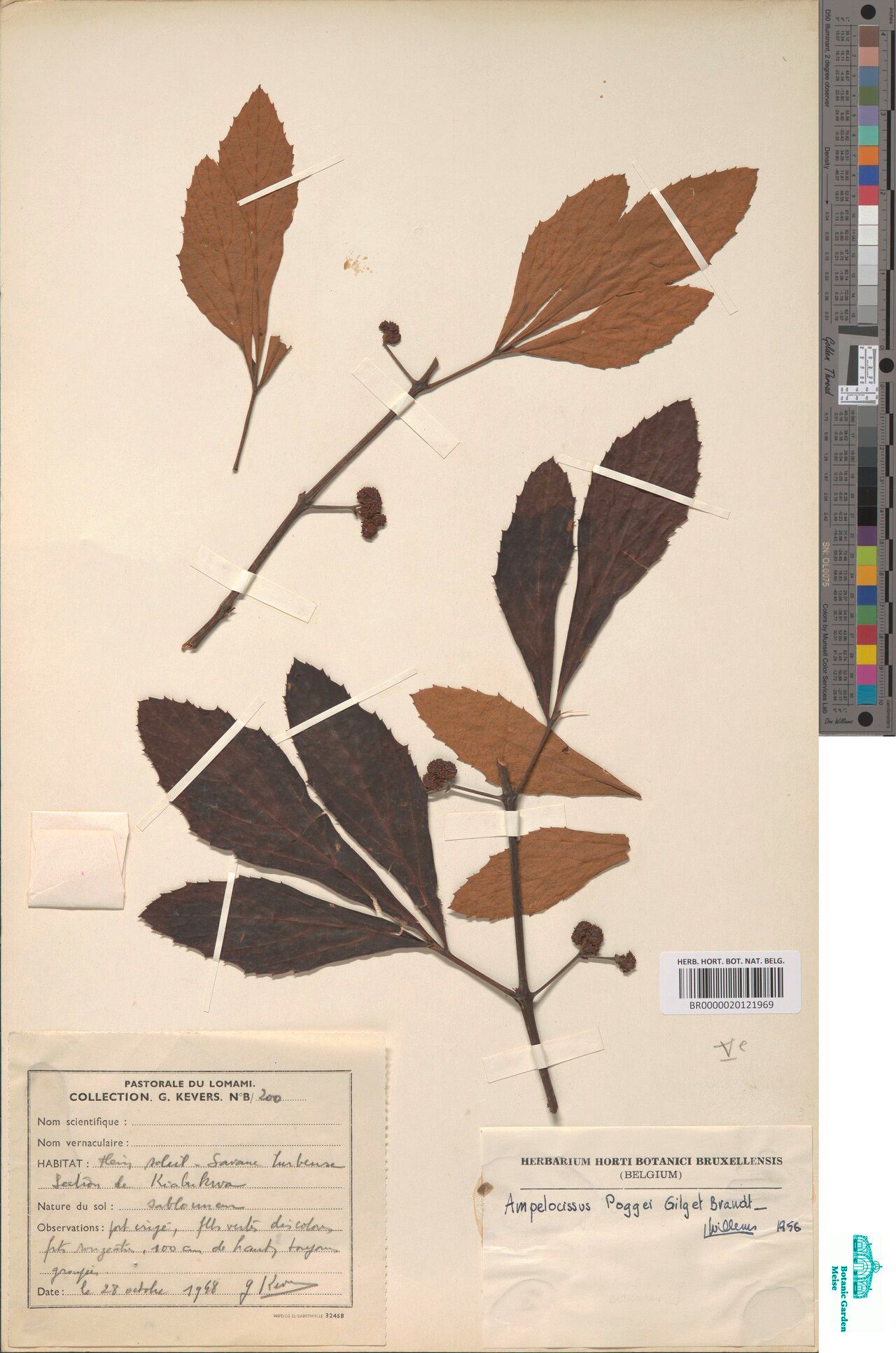 Ampelocissus poggei — houseplant care guide