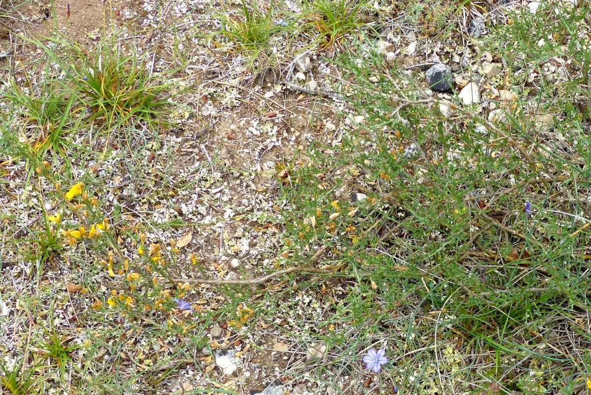 Genista × martini habit