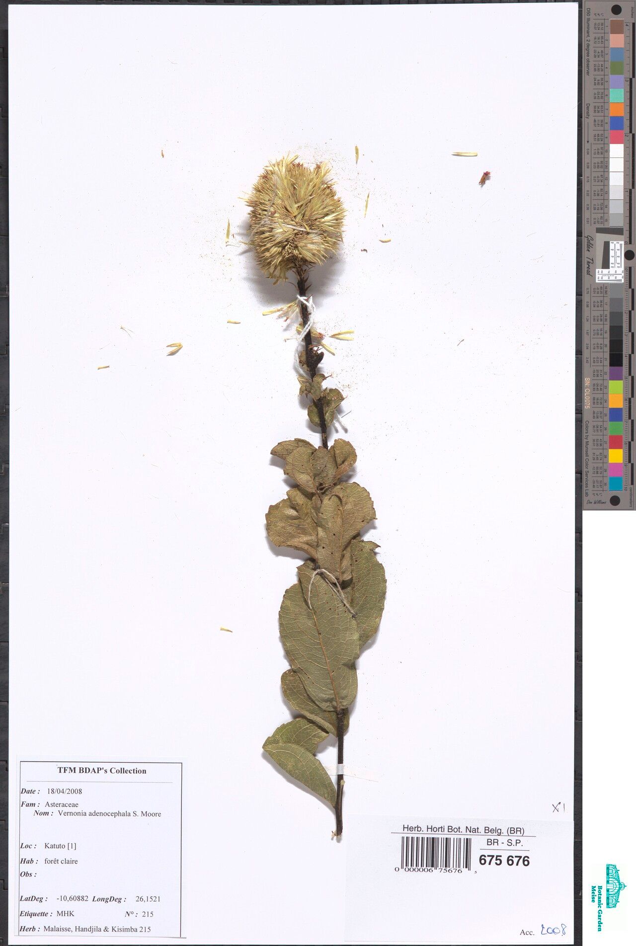 Vernonia adenocephala — related species from the same genus