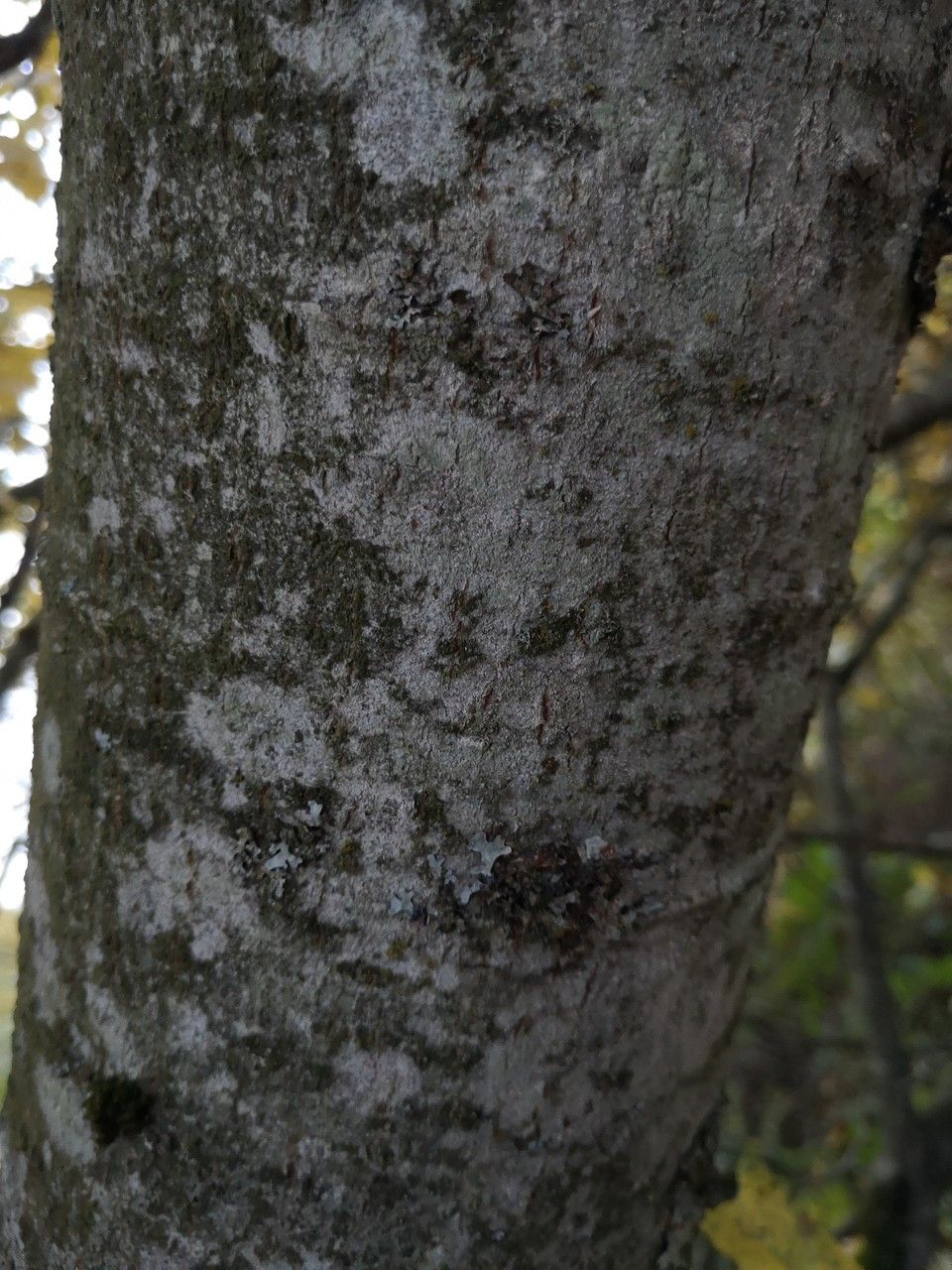Salix scouleriana bark