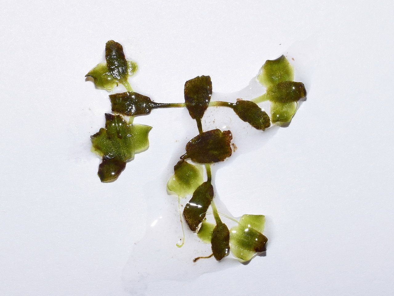 Lemna trisulca fruit