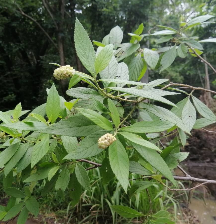 Varronia guanacastensis flower