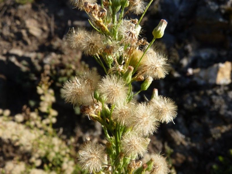 Erigeron blakei fruit