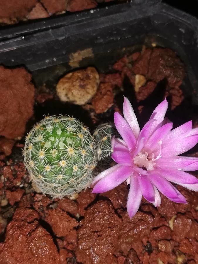 Gymnocalycium Bruchii bark
