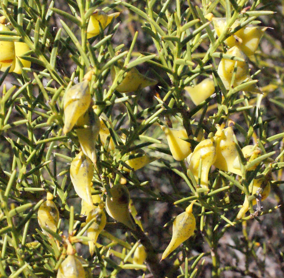 Daviesia epiphyllum habit