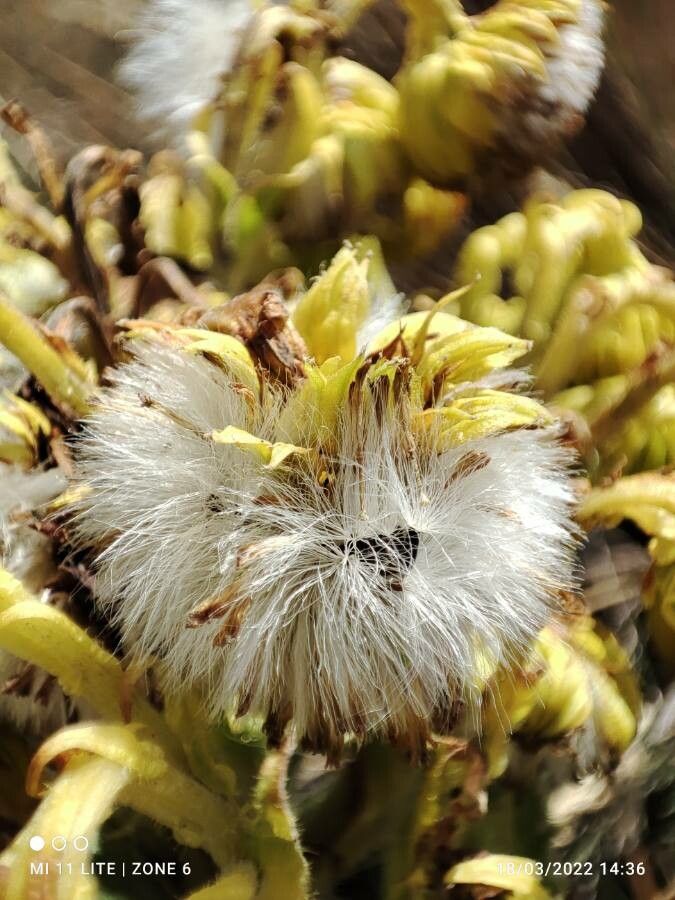 Senecio isabelis fruit
