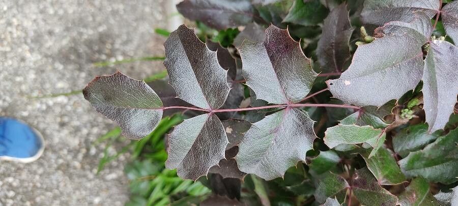 Berberis repens leaf