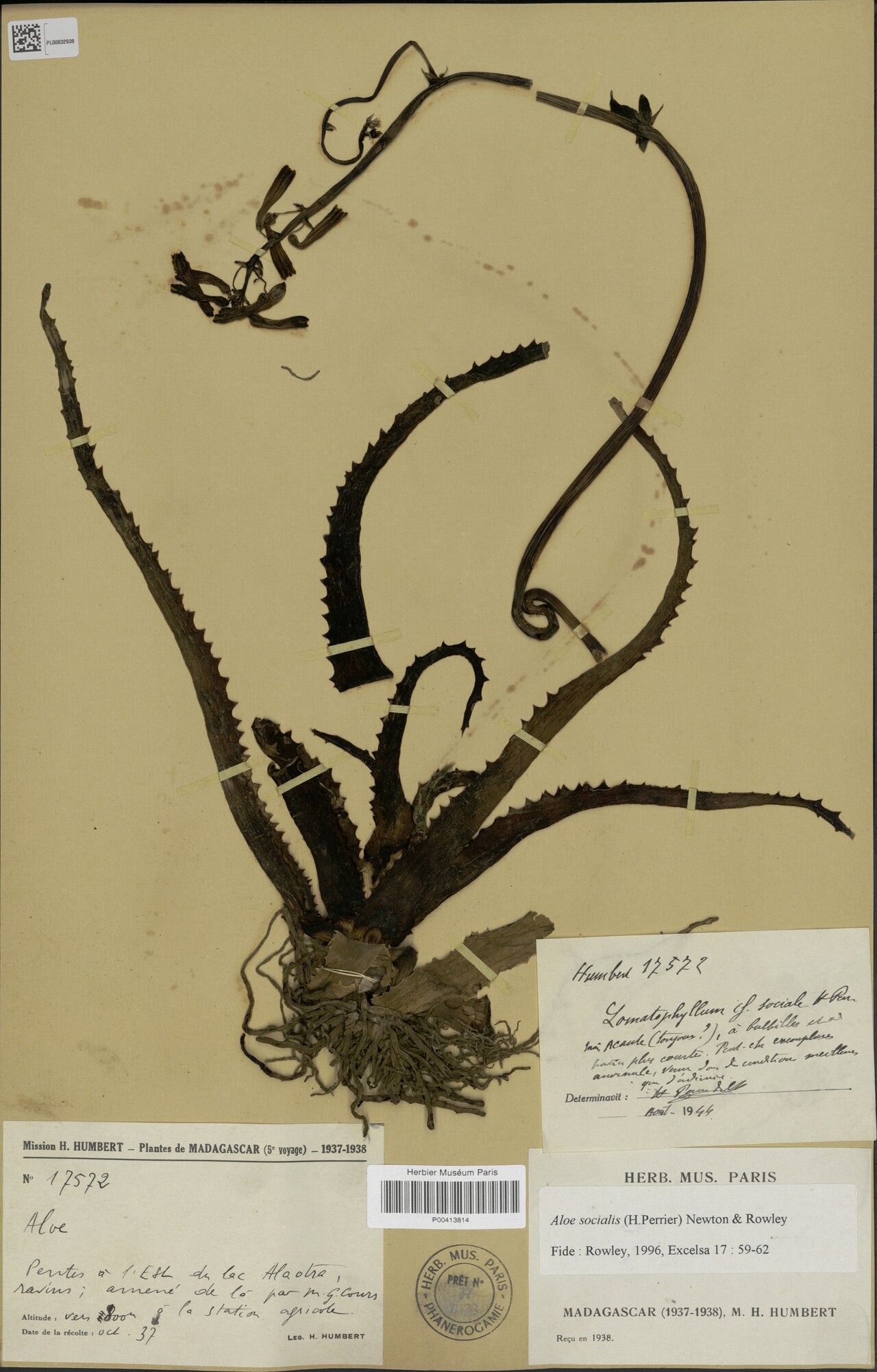 Aloe socialis — houseplant care guide