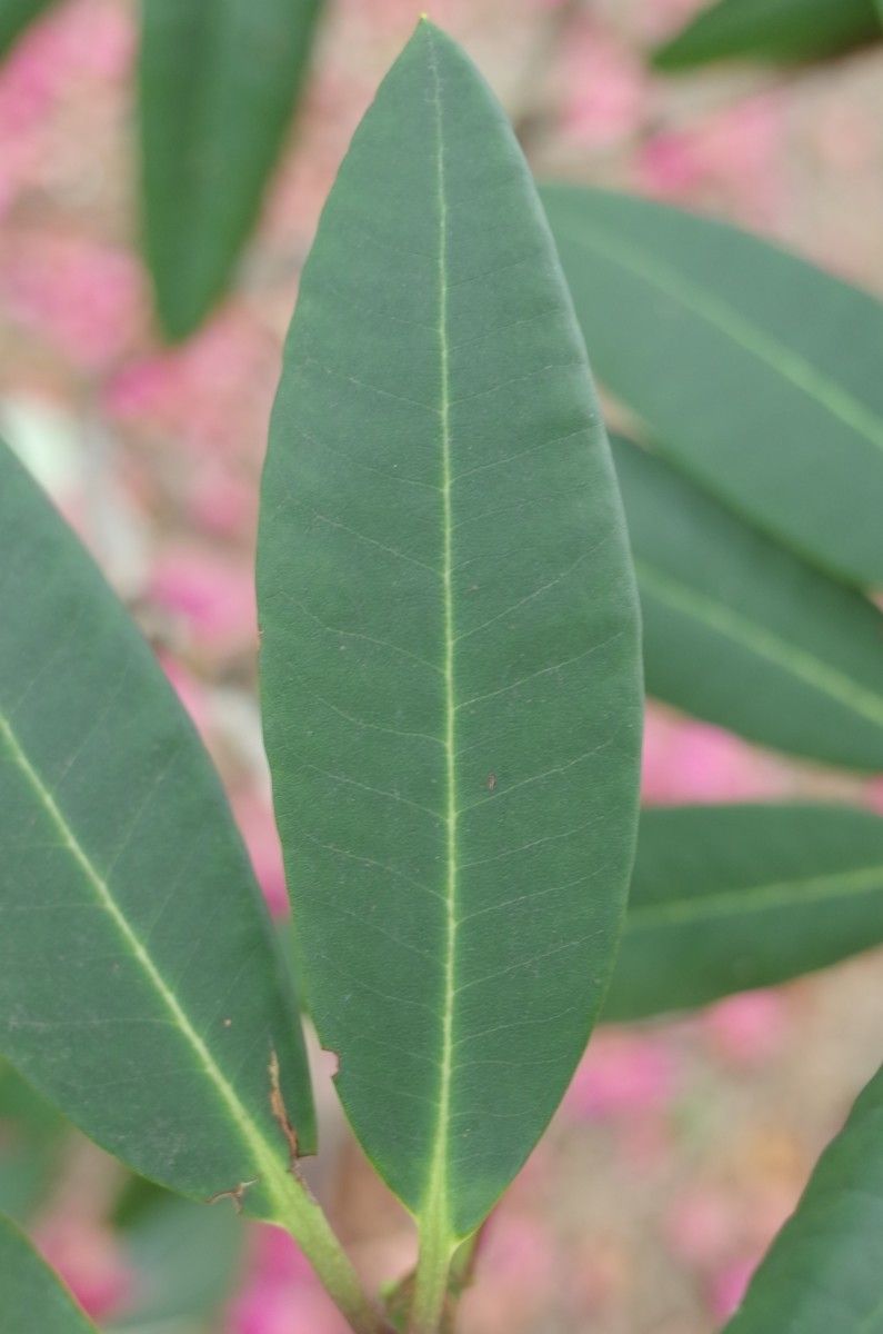 Rhododendron anthosphaerum — houseplant care guide