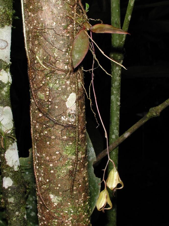 Leochilus labiatus bark