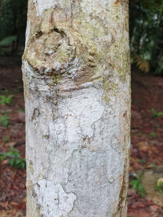 Anisoptera scaphula bark