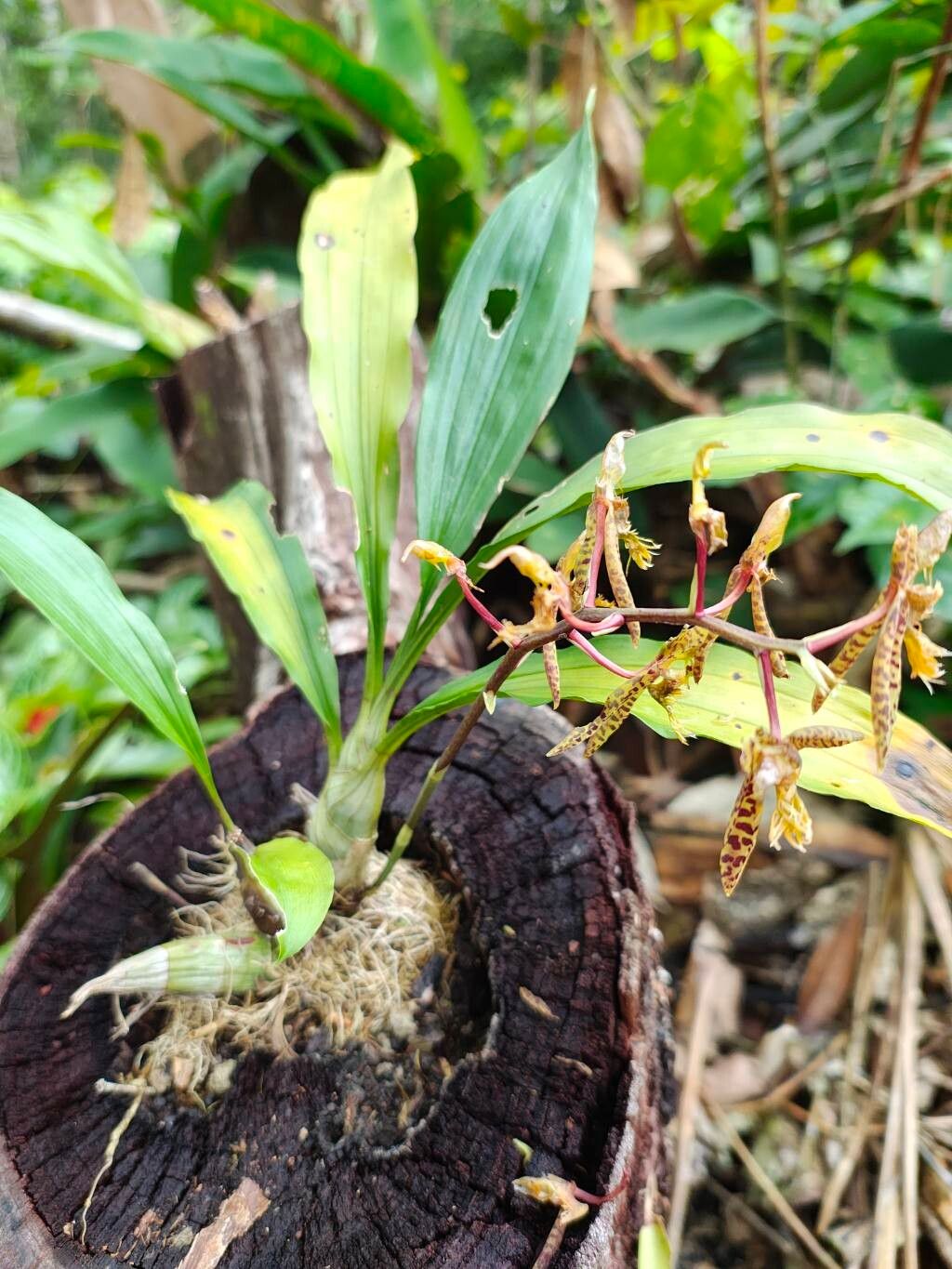 Catasetum barbatum — related species from the same genus