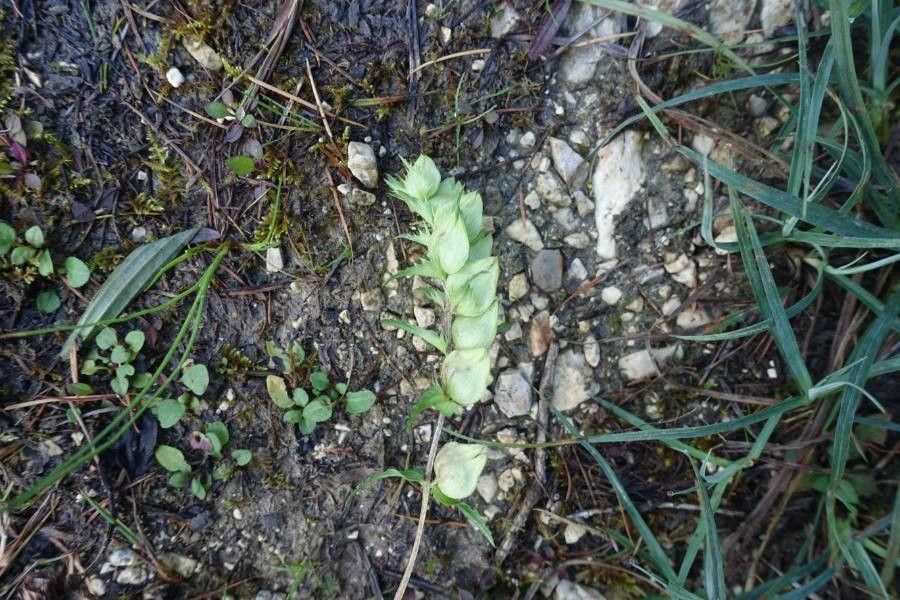 Rhinanthus glacialis fruit